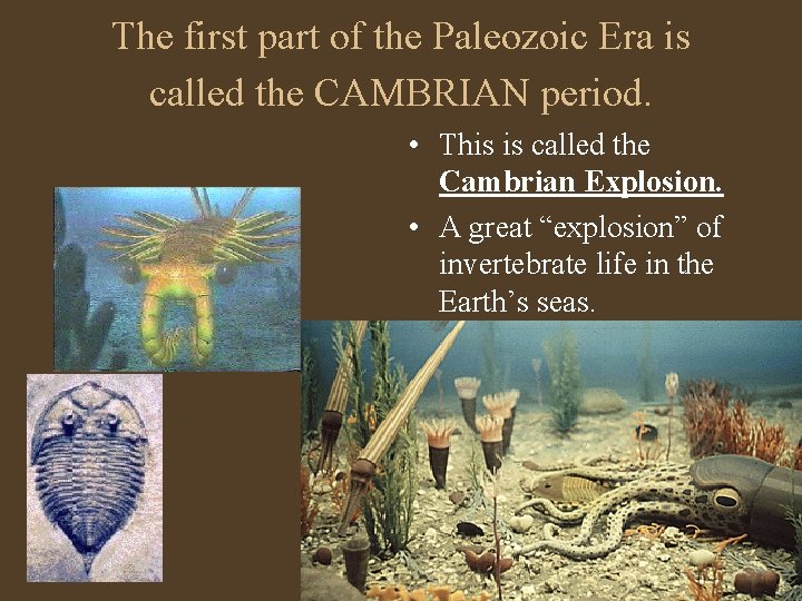 The first part of the Paleozoic Era is called the CAMBRIAN period. • This