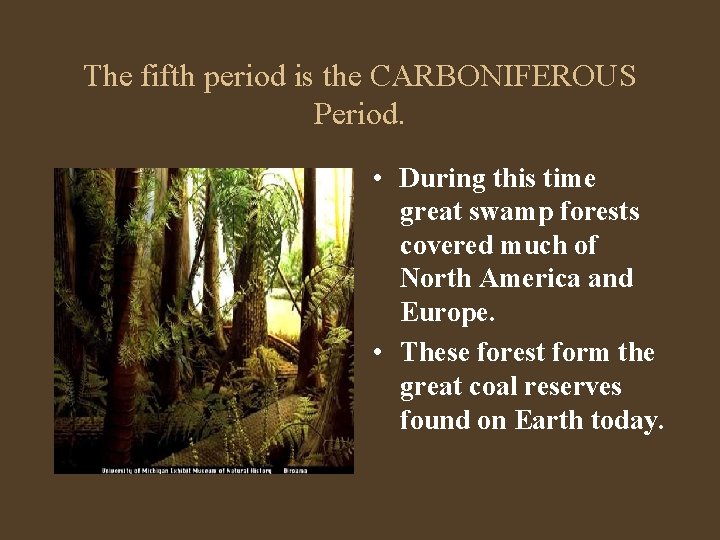 The fifth period is the CARBONIFEROUS Period. • During this time great swamp forests