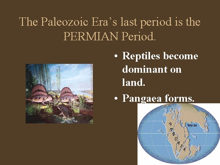 The Paleozoic Era’s last period is the PERMIAN Period. • Reptiles become dominant on