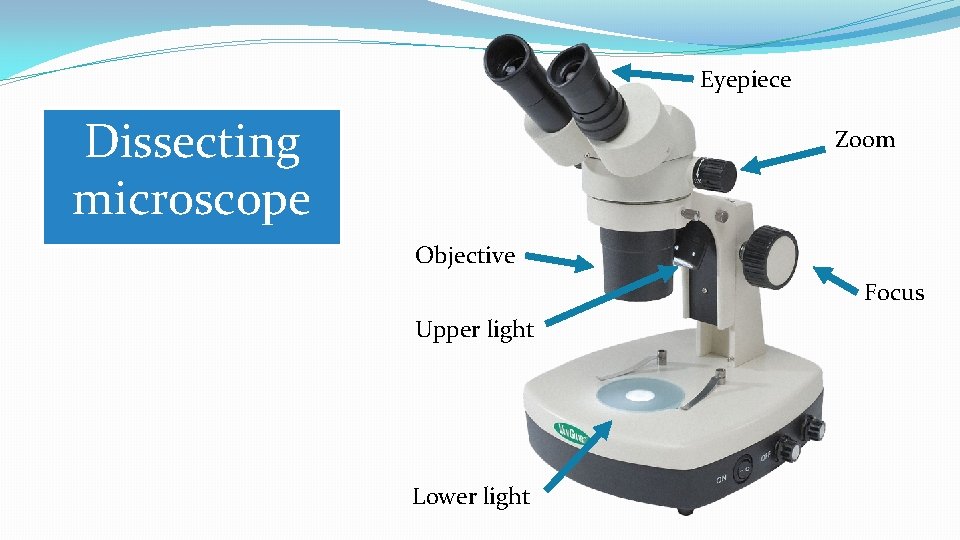 Eyepiece Dissecting microscope Zoom Objective Focus Upper light Lower light Eyepiece Dissecting microscope Zoom Objective Focus Upper light Lower light