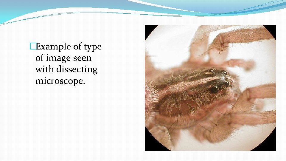 �Example of type of image seen with dissecting microscope. �Example of type of image seen with dissecting microscope.