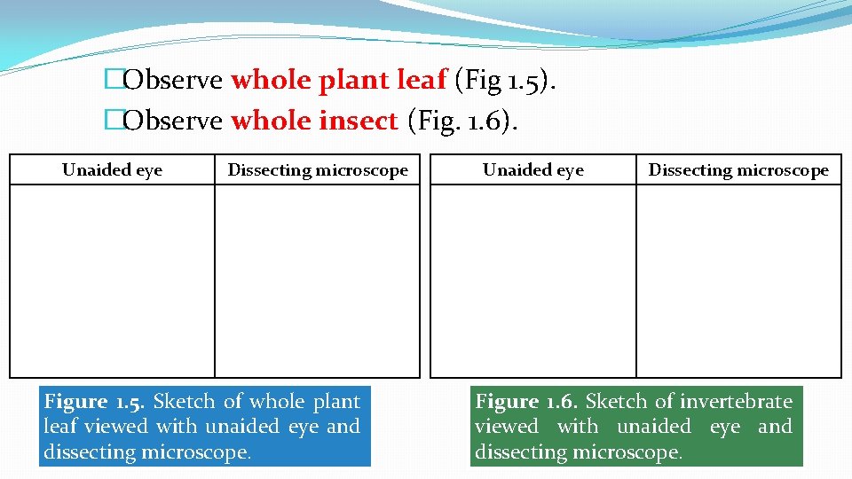 �Observe whole plant leaf (Fig 1. 5). �Observe whole insect (Fig. 1. 6). Unaided �Observe whole plant leaf (Fig 1. 5). �Observe whole insect (Fig. 1. 6). Unaided