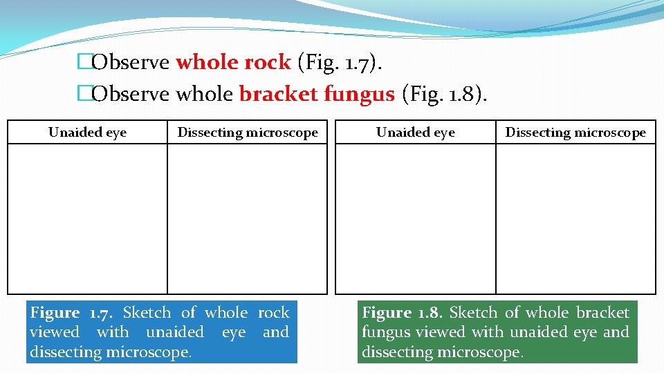 �Observe whole rock (Fig. 1. 7). �Observe whole bracket fungus (Fig. 1. 8). Unaided �Observe whole rock (Fig. 1. 7). �Observe whole bracket fungus (Fig. 1. 8). Unaided