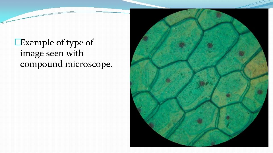 �Example of type of image seen with compound microscope. �Example of type of image seen with compound microscope.