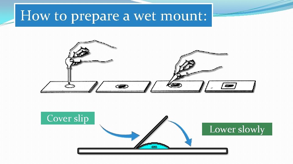 How to prepare a wet mount: Cover slip Lower slowly How to prepare a wet mount: Cover slip Lower slowly