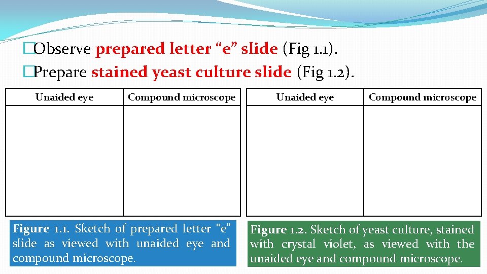 �Observe prepared letter “e” slide (Fig 1. 1). �Prepare stained yeast culture slide (Fig �Observe prepared letter “e” slide (Fig 1. 1). �Prepare stained yeast culture slide (Fig