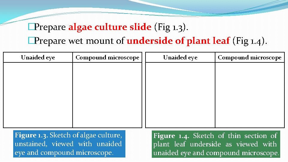 �Prepare algae culture slide (Fig 1. 3). �Prepare wet mount of underside of plant �Prepare algae culture slide (Fig 1. 3). �Prepare wet mount of underside of plant