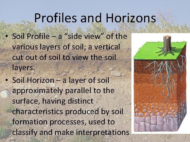 Profiles and Horizons • Soil Profile – a “side view” of the various layers