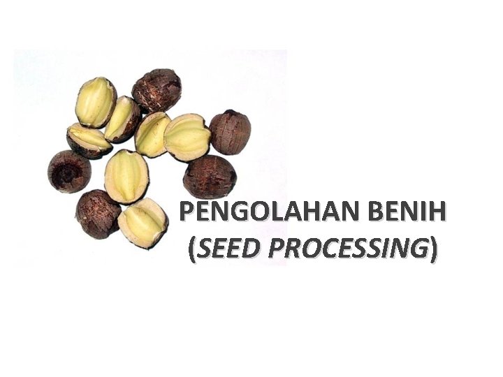 PENGOLAHAN BENIH (SEED PROCESSING) 