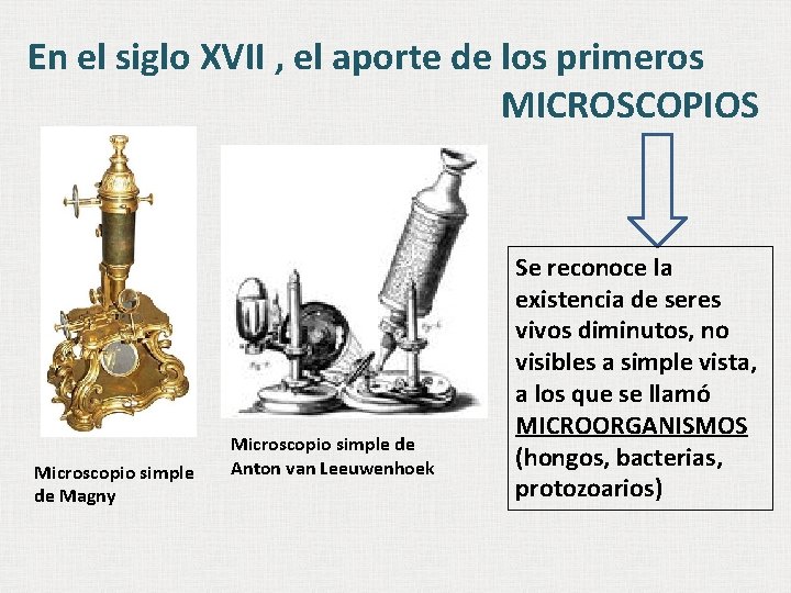 En el siglo XVII , el aporte de los primeros MICROSCOPIOS Microscopio simple de En el siglo XVII , el aporte de los primeros MICROSCOPIOS Microscopio simple de