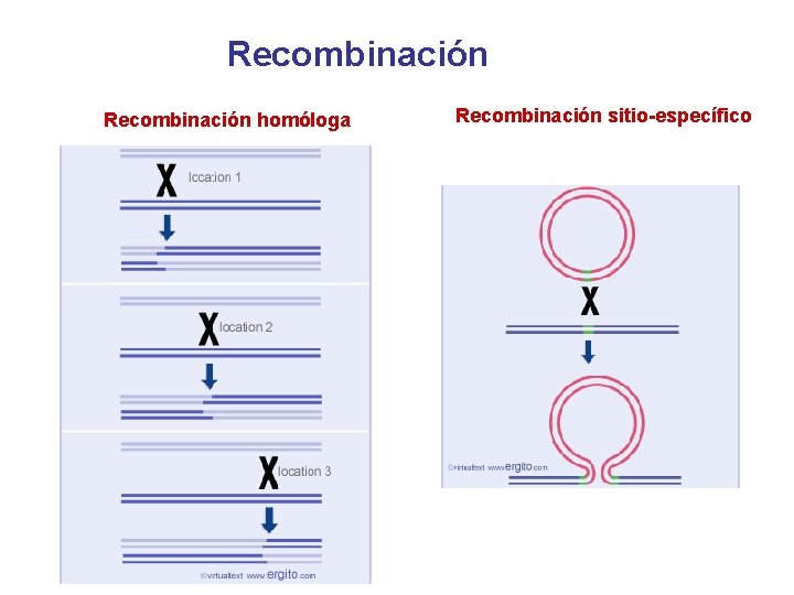 Recombinación homóloga Recombinación sitio-específico 
