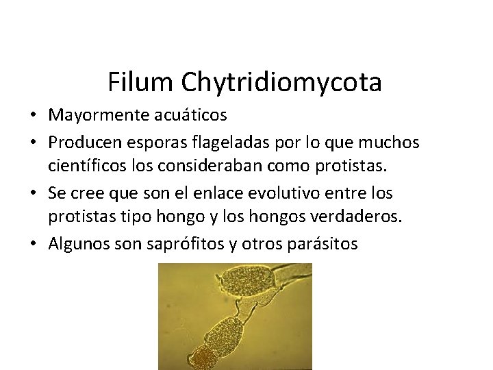 Filum Chytridiomycota • Mayormente acuáticos • Producen esporas flageladas por lo que muchos científicos