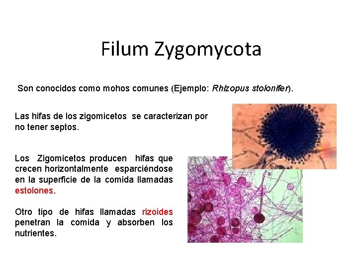 Filum Zygomycota Son conocidos como mohos comunes (Ejemplo: Rhizopus stolonifer). Las hifas de los