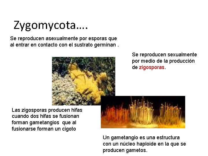 Zygomycota…. Se reproducen asexualmente por esporas que al entrar en contacto con el sustrato