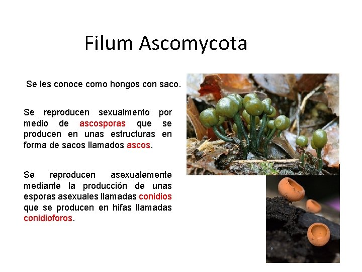 Filum Ascomycota Se les conoce como hongos con saco. Se reproducen sexualmento por medio