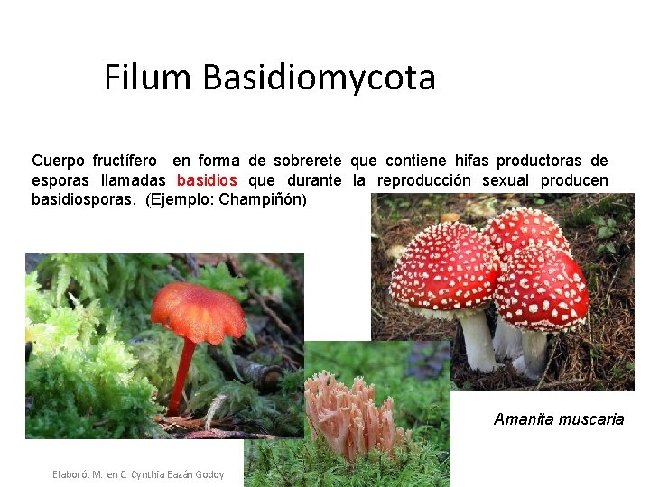 Filum Basidiomycota Cuerpo fructífero en forma de sobrerete que contiene hifas productoras de esporas