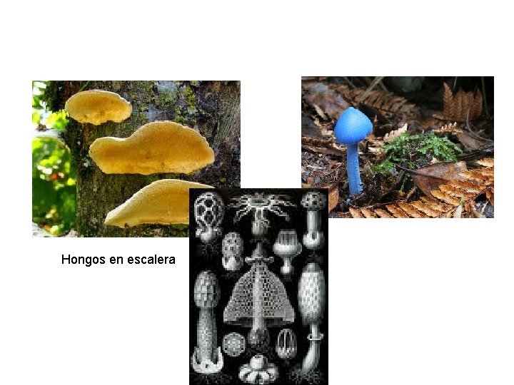 Hongos en escalera 