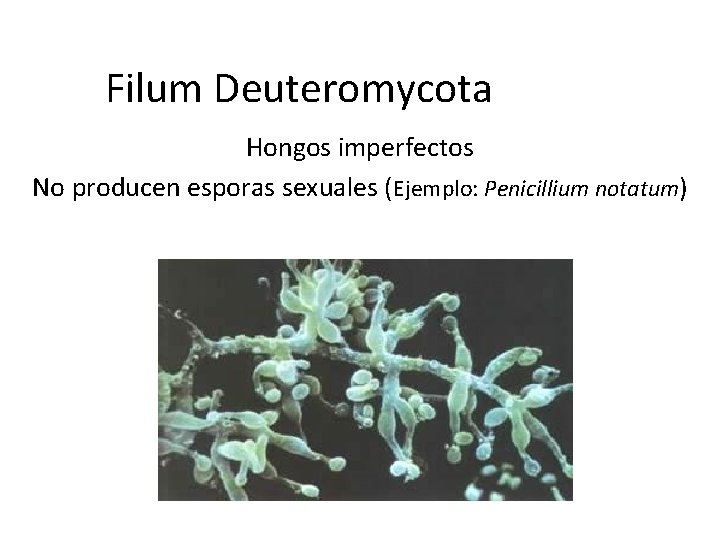 Filum Deuteromycota Hongos imperfectos No producen esporas sexuales (Ejemplo: Penicillium notatum) 