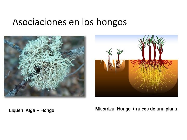 Asociaciones en los hongos Liquen: Alga + Hongo Micorriza: Hongo + raíces de una