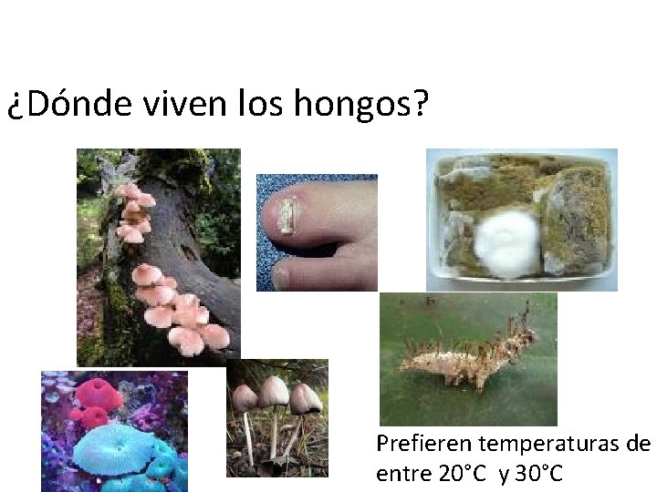 ¿Dónde viven los hongos? Prefieren temperaturas de entre 20°C y 30°C 