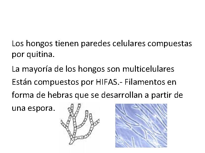 Los hongos tienen paredes celulares compuestas por quitina. La mayoría de los hongos son