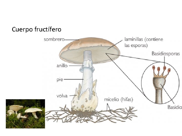 Cuerpo fructífero 