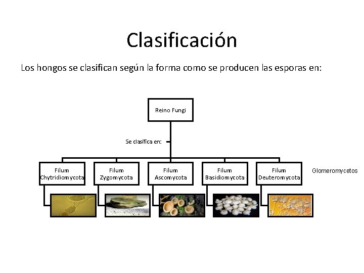 Clasificación Los hongos se clasifican según la forma como se producen las esporas en: