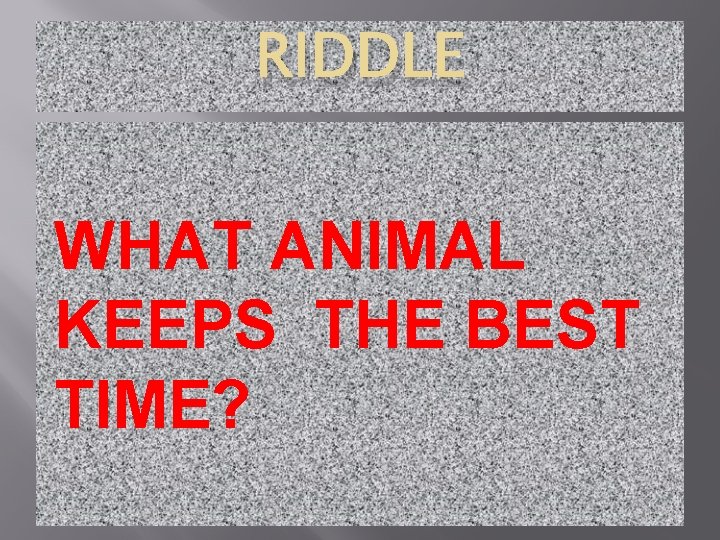 RIDDLE WHAT ANIMAL KEEPS THE BEST TIME? 