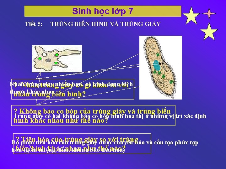Sinh học lớp 7 Tiết 5: TRÙNG BIẾN HÌNH VÀ TRÙNG GIÀY Nhân trùng