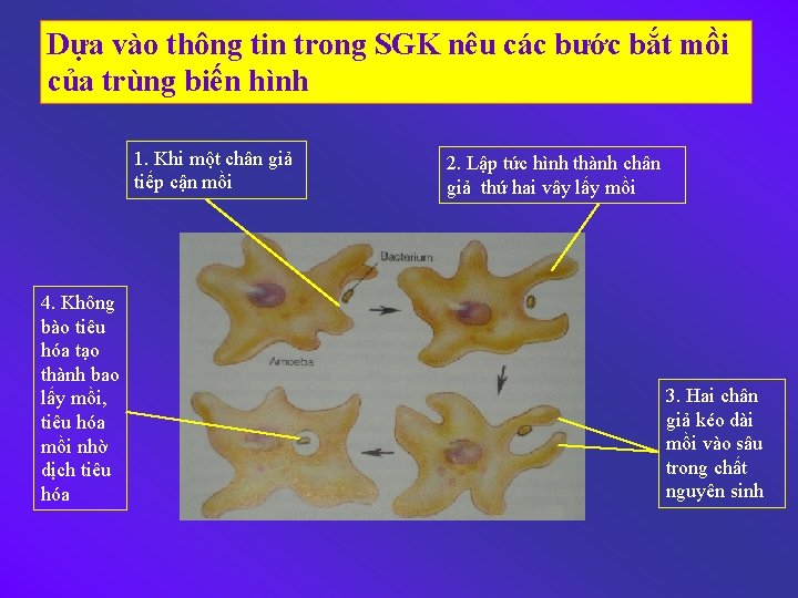 Dựa vào thông tin trong SGK nêu các bước bắt mồi của trùng biến