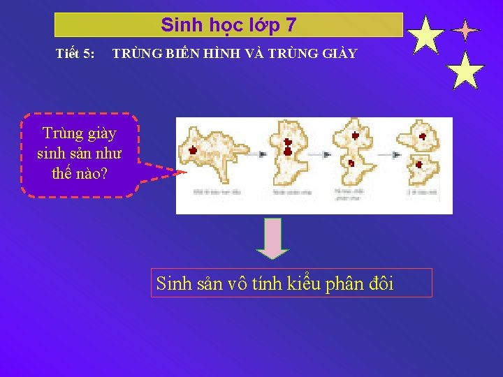 Sinh học lớp 7 Tiết 5: TRÙNG BIẾN HÌNH VÀ TRÙNG GIÀY Trùng giày