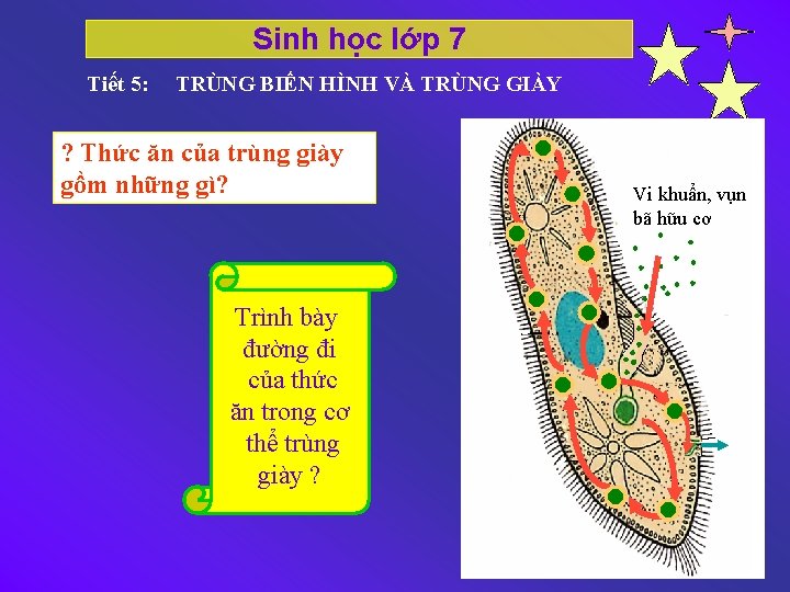 Sinh học lớp 7 Tiết 5: TRÙNG BIẾN HÌNH VÀ TRÙNG GIÀY ? Thức