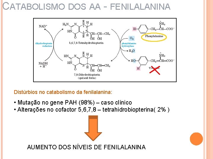 CATABOLISMO DOS AA - FENILALANINA Distúrbios no catabolismo da fenilalanina: • Mutação no gene