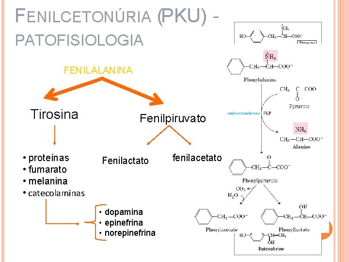 FENILCETONÚRIA (PKU) PATOFISIOLOGIA FENILALANINA Tirosina • proteínas • fumarato • melanina • catecolaminas Fenilpiruvato