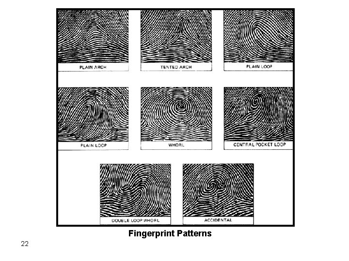 Fingerprint Patterns 22 