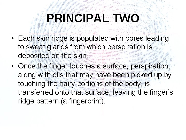 PRINCIPAL TWO • Each skin ridge is populated with pores leading to sweat glands