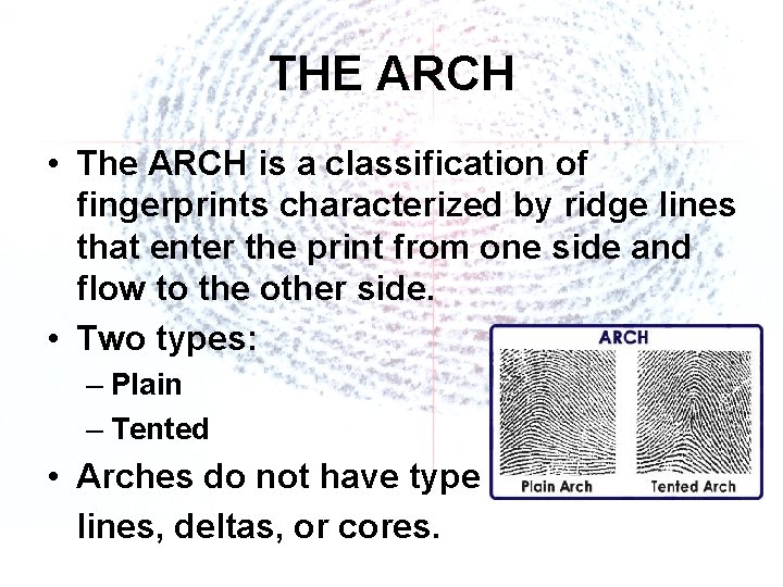 THE ARCH • The ARCH is a classification of fingerprints characterized by ridge lines