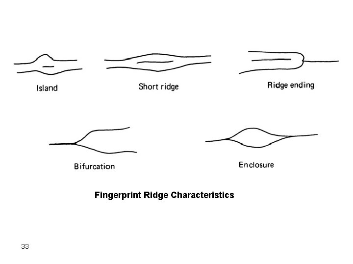 Fingerprint Ridge Characteristics 33 