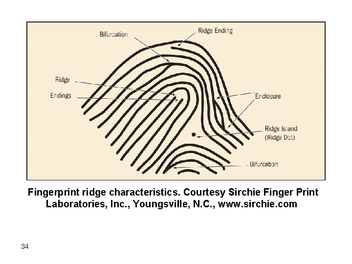 Fingerprint ridge characteristics. Courtesy Sirchie Finger Print Laboratories, Inc. , Youngsville, N. C. ,