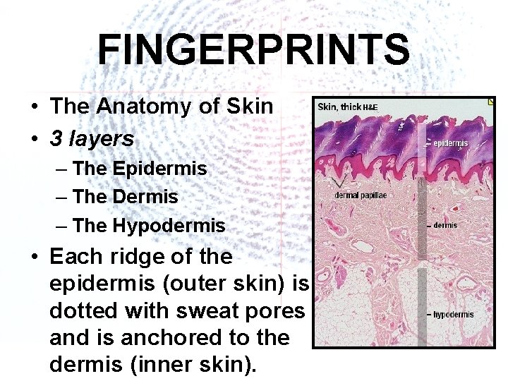 FINGERPRINTS • The Anatomy of Skin • 3 layers – The Epidermis – The