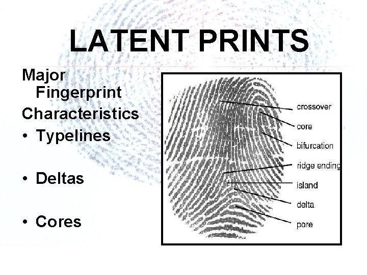 LATENT PRINTS Major Fingerprint Characteristics • Typelines • Deltas • Cores 