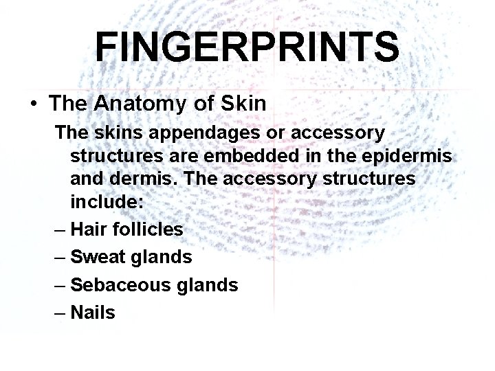 FINGERPRINTS • The Anatomy of Skin The skins appendages or accessory structures are embedded