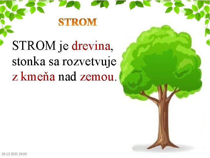 STROM je drevina, stonka sa rozvetvuje z kmeňa nad zemou. 28. 12. 2021 23: