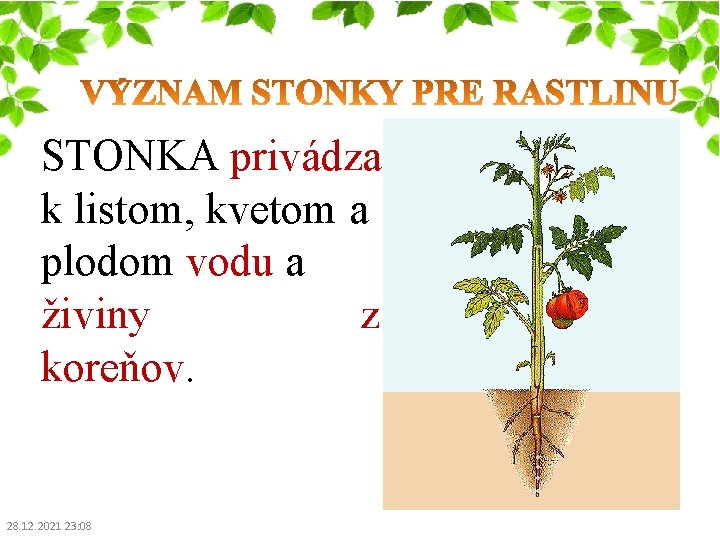 STONKA privádza k listom, kvetom a plodom vodu a živiny z koreňov. 28. 12.