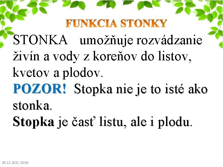 STONKA umožňuje rozvádzanie živín a vody z koreňov do listov, kvetov a plodov. POZOR!