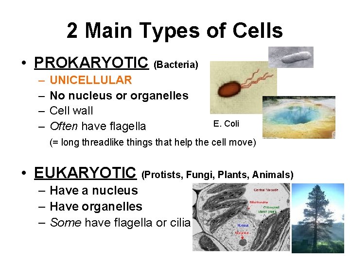 2 Main Types of Cells • PROKARYOTIC (Bacteria) – – UNICELLULAR No nucleus or 2 Main Types of Cells • PROKARYOTIC (Bacteria) – – UNICELLULAR No nucleus or