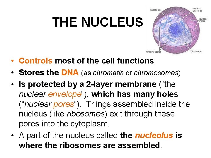 THE NUCLEUS • Controls most of the cell functions • Stores the DNA (as THE NUCLEUS • Controls most of the cell functions • Stores the DNA (as
