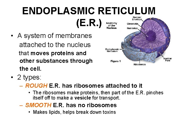 ENDOPLASMIC RETICULUM (E. R. ) • A system of membranes attached to the nucleus ENDOPLASMIC RETICULUM (E. R. ) • A system of membranes attached to the nucleus