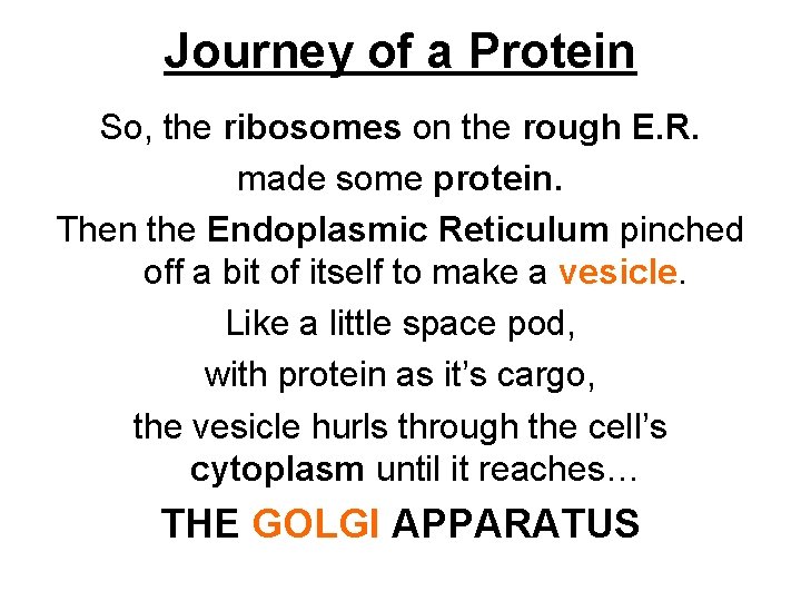 Journey of a Protein So, the ribosomes on the rough E. R. made some Journey of a Protein So, the ribosomes on the rough E. R. made some
