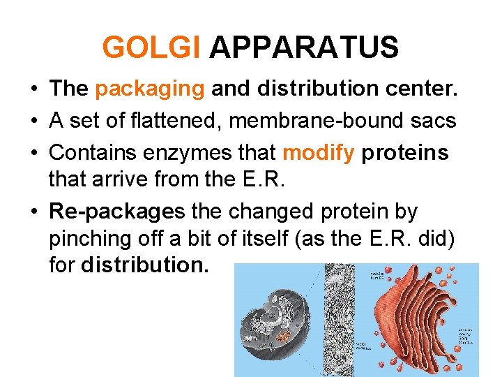 GOLGI APPARATUS • The packaging and distribution center. • A set of flattened, membrane-bound GOLGI APPARATUS • The packaging and distribution center. • A set of flattened, membrane-bound